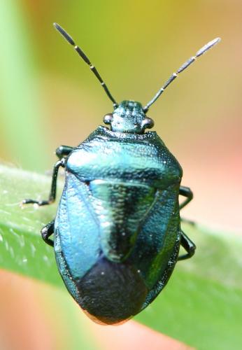 Réf. 252 382 : Zicrona caerulea